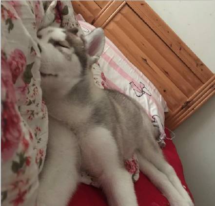 狗子把袜子吃进肚子里面怎么办,不知道狗狗吃了多少只袜子怎么办