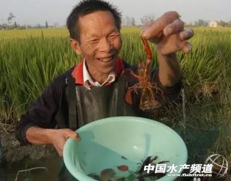 养殖小龙虾的人多了怎么赚钱,2022年以后养小龙虾还赚得到钱吗