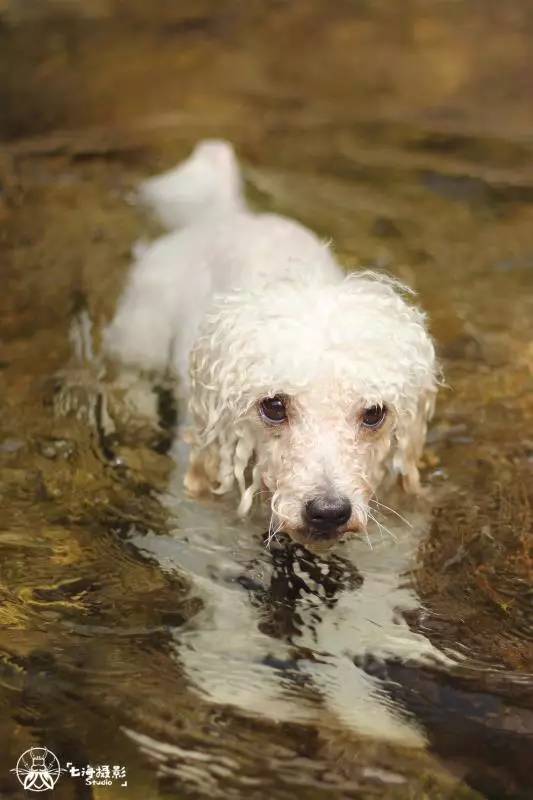 活动回顾｜随欧帝亿遛狗圣地撒花跑，铁锅灶台鱼可劲儿造回顾