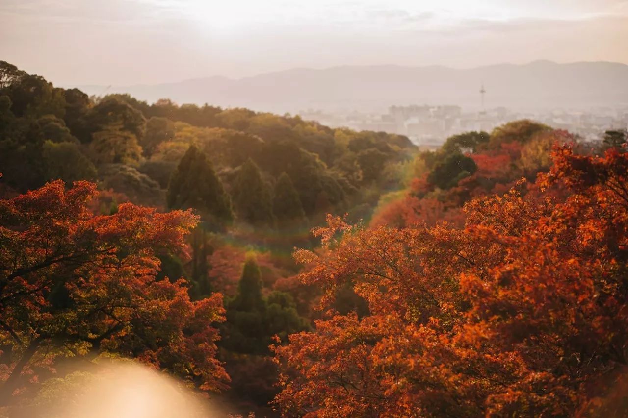 最高级的红色是什么,最高级最不过时的红色是哪一种