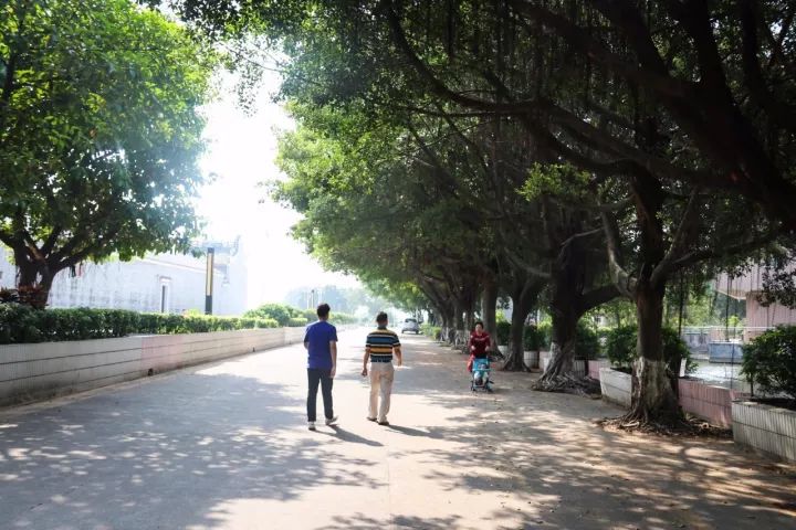 「村居行」荷叶田田，古韵悠扬！寻访禅城这条古村，沉醉不知归路