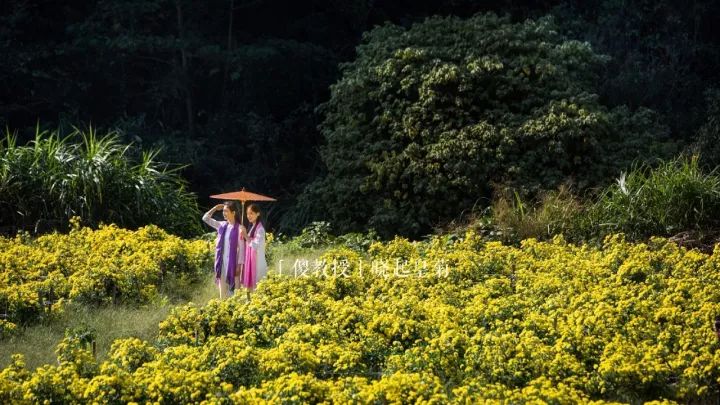 婺源举办茶文化旅游节,婺源茶文化节