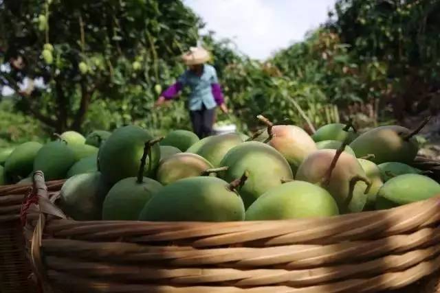 果园免费试吃大全,2019果园免费试吃