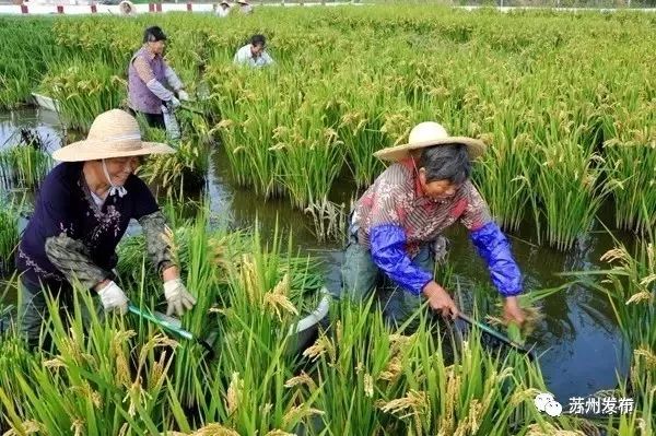 苏州最好吃的新米,苏州新米