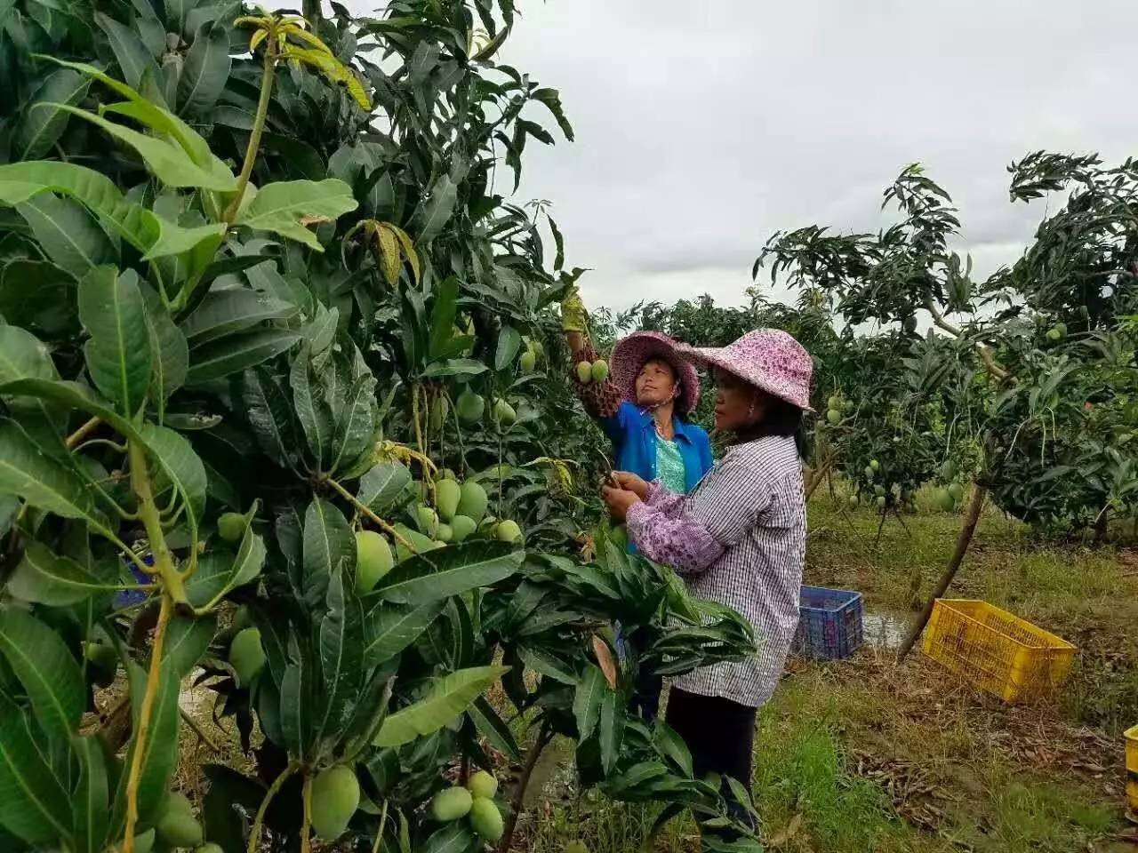 果园免费试吃,果园免费试吃大全