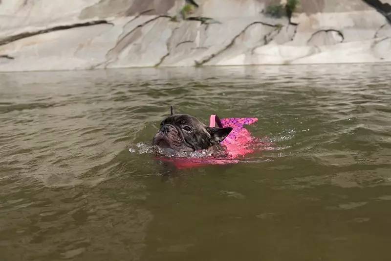 活动回顾｜随欧帝亿遛狗圣地撒花跑，铁锅灶台鱼可劲儿造回顾