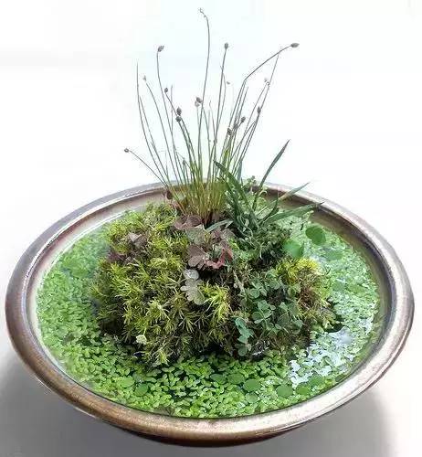 一花一世界一草一天堂一叶一菩提,一花一世界一草一天堂歌曲