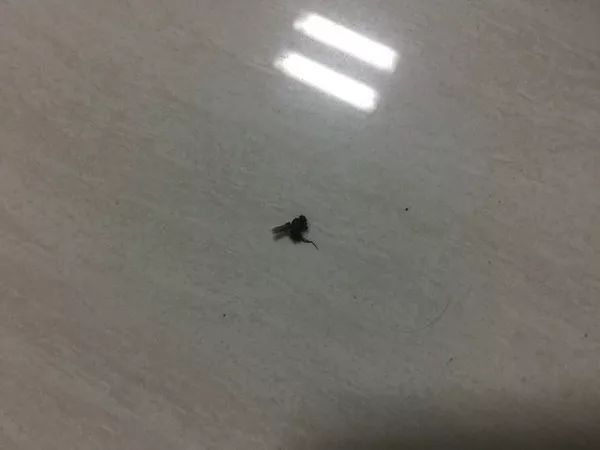 吃东西食道划破算意外吗,食道被食物划破是什么原因