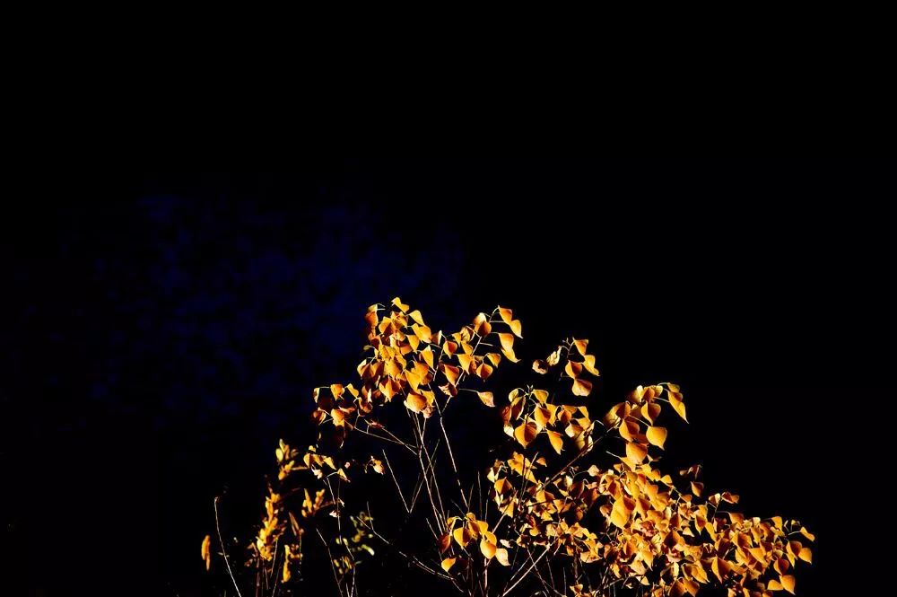 全体淮北人：赶紧来看她最后一眼，要不得再等一年！