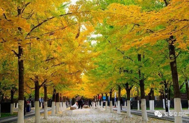 酷爆啦！秦皇岛0元生活指南出炉，即将“吃土”的你一定会收藏！