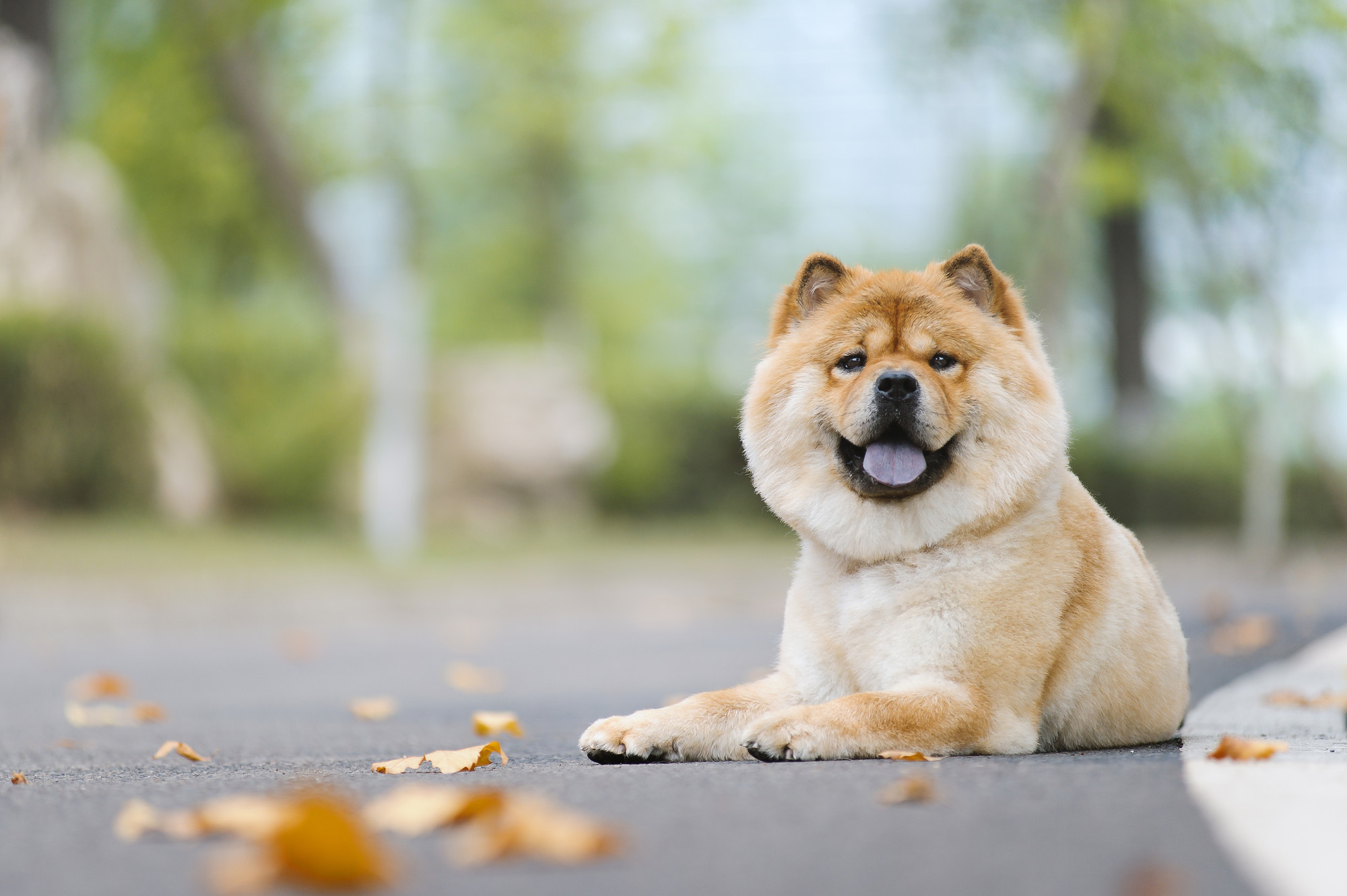 盘点十二星座对应的宠物都是什么,十二星座的专属宠物的图片