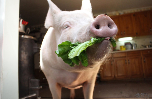 外国小哥以为自己买到了迷你猪,国外小哥养宠物猪