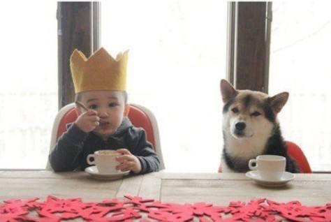 备孕可养狗狗吗,想备孕能养狗狗吗