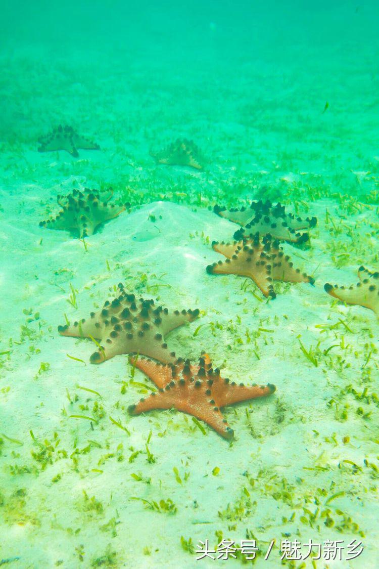 仙本那跳岛简介,仙本那跳岛图