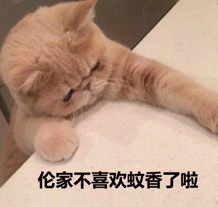 猫闻了蚊香液会怎么样,猫闻到蚊香的味道会中毒吗