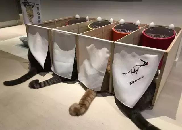 爆笑皮卡丘变形,爆笑皮卡丘韩国