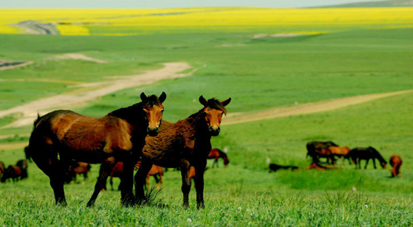 亚洲第一马场山丹军马场,世界第一大马场
