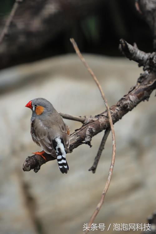 佳能6dmark2是哪个级别的,佳能6d高感能到多少