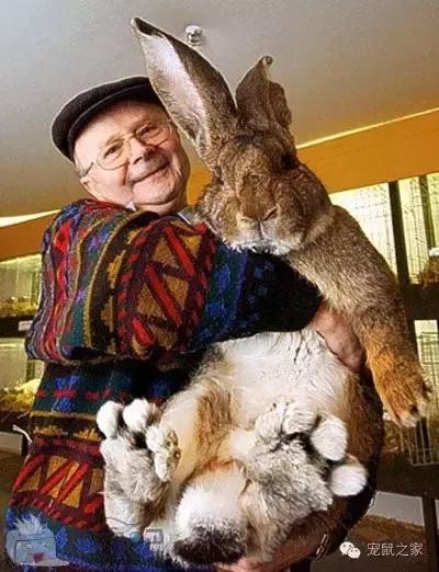 最大的豚鼠视频,世界上最大的豚鼠是什么品种图片