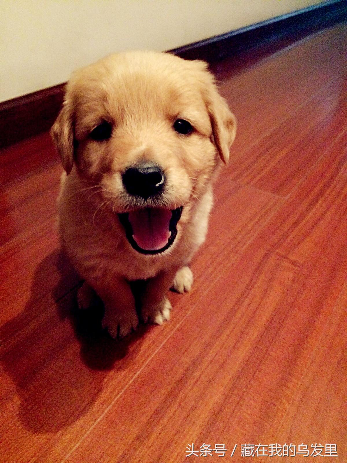 狗狗到底能不能吃蛋糕,狗狗为什么不能喂食鸡蛋