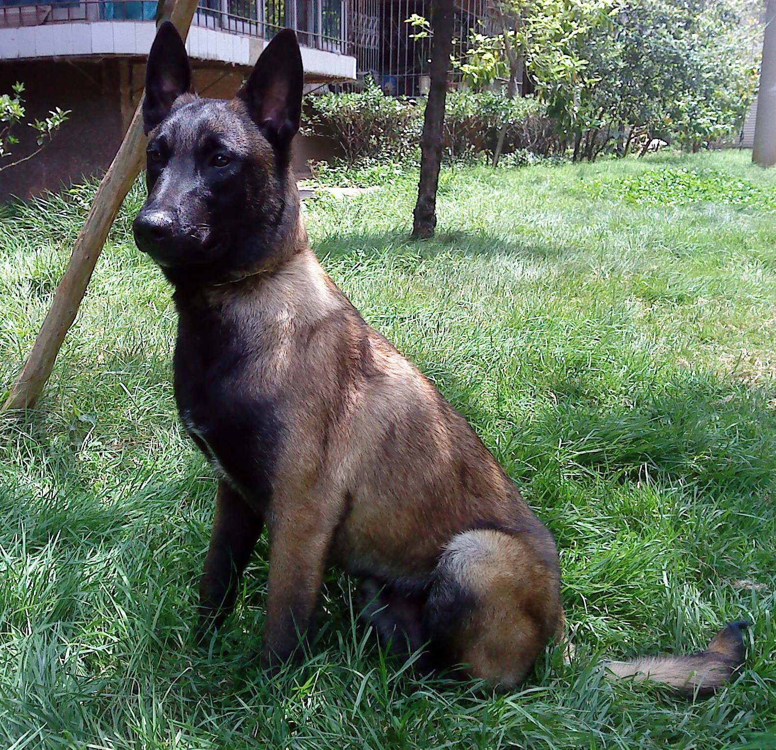 椹姮鍙煎彛璁粌,椹姮璁粌鎵戝挰