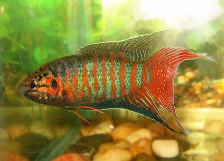 水生生物有哪些简单常见,水生常见生物