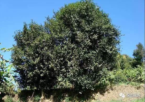 一碗腾冲清茗：品的是茶尝的却是路