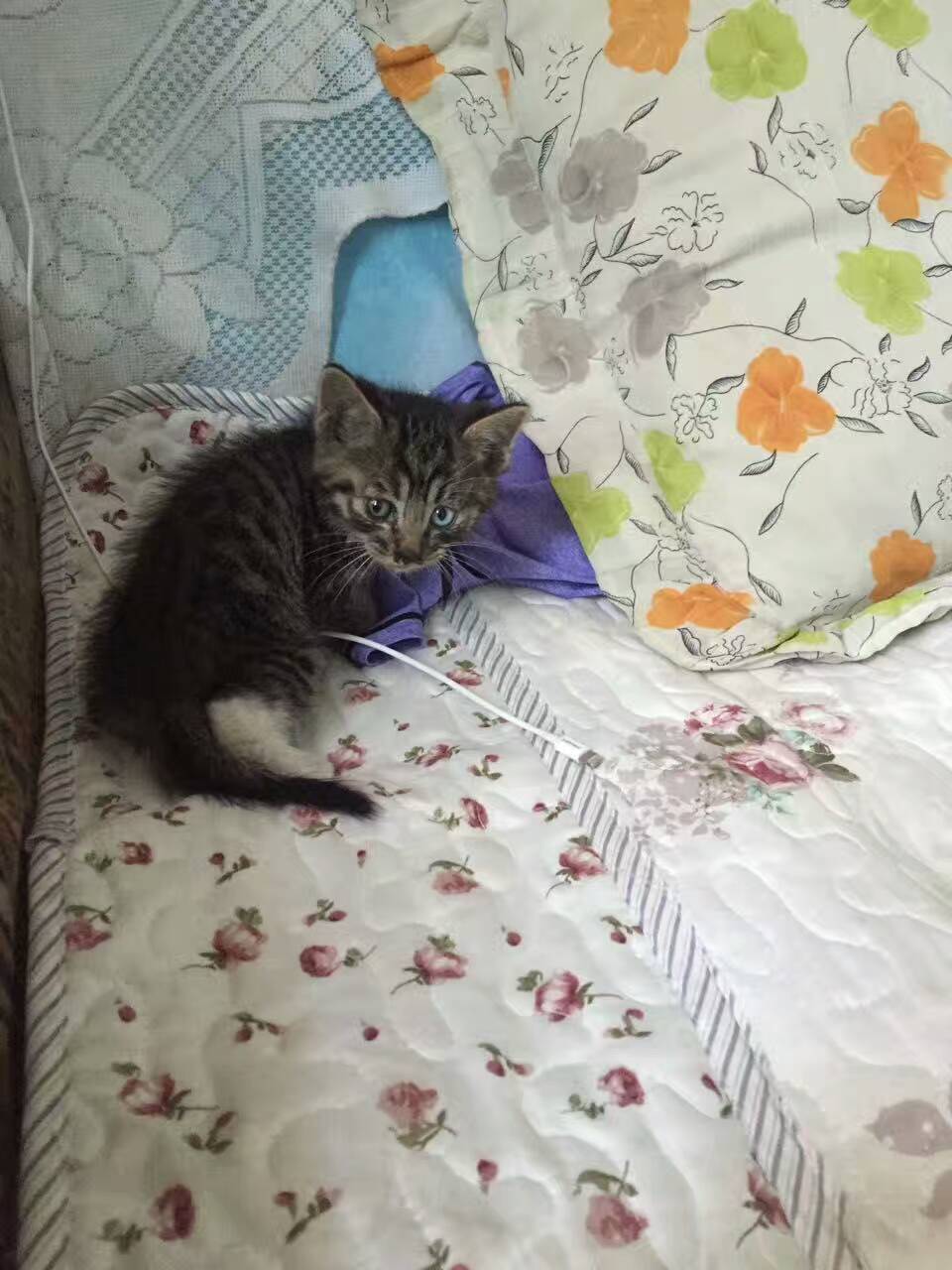 来点福利,新手养2个月小奶猫注意事项