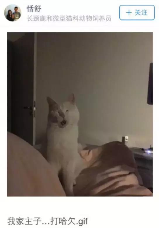 给流浪猫割双眼皮,成都流浪猫手术