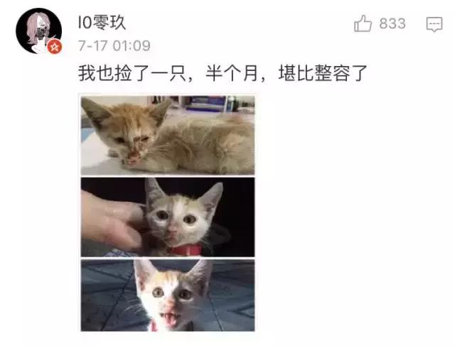 成都流浪猫割双眼皮后的图片,给流浪猫割双眼皮
