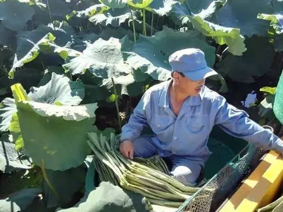 西湖荷花出售,西湖荷叶哪里有卖