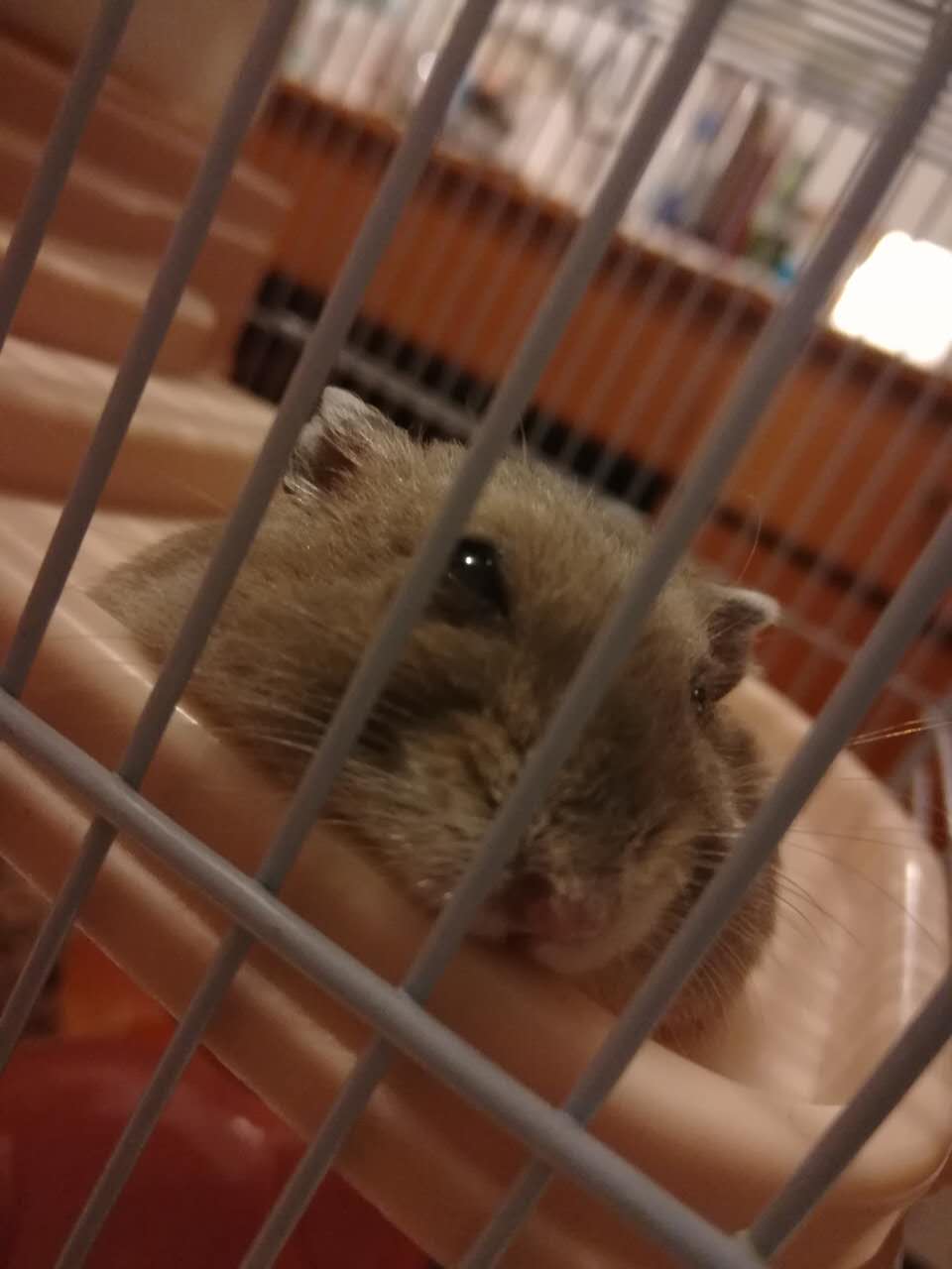 养仓鼠人生感悟,养小仓鼠的体会有哪些