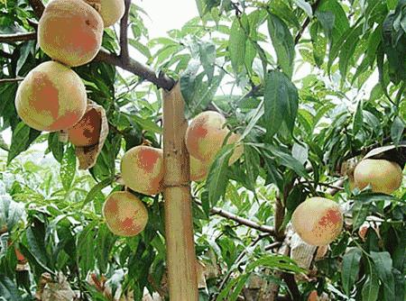 不是天生黑的被晒黑的怎么变白,如果不是天生黑是晒黑的该怎么办