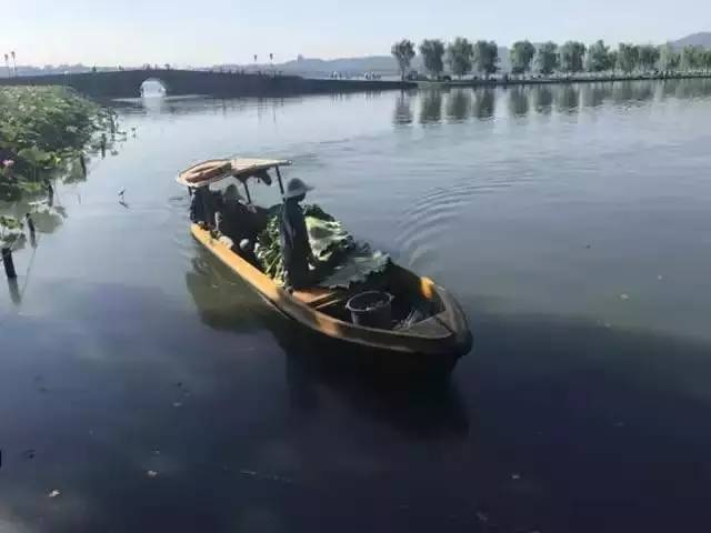 西湖荷花出售,西湖荷叶哪里有卖