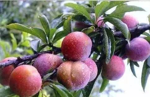 不是天生黑的被晒黑的怎么变白,如果不是天生黑是晒黑的该怎么办