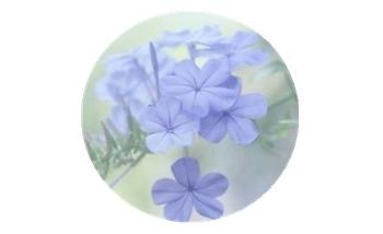 “小姑,你每次都诉苦说过不下去,那趁现在没小孩离婚好了”