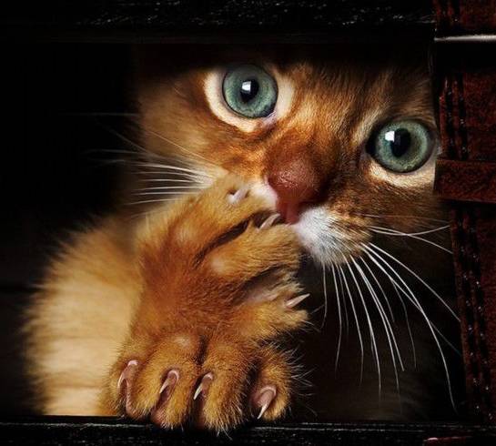 现在做宠物美容师好吗,到底要不要做宠物美容师