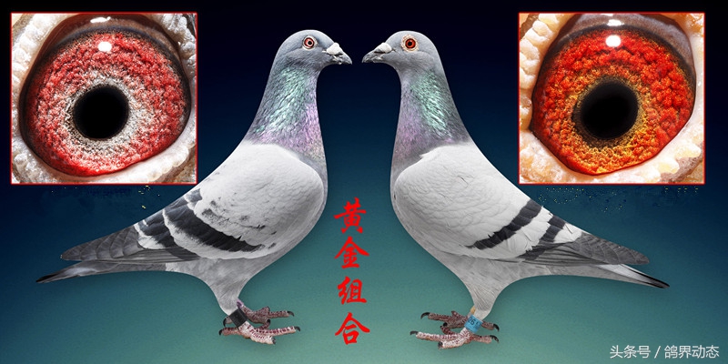 石板信鸽配对方法,信鸽最好的近亲配对方式