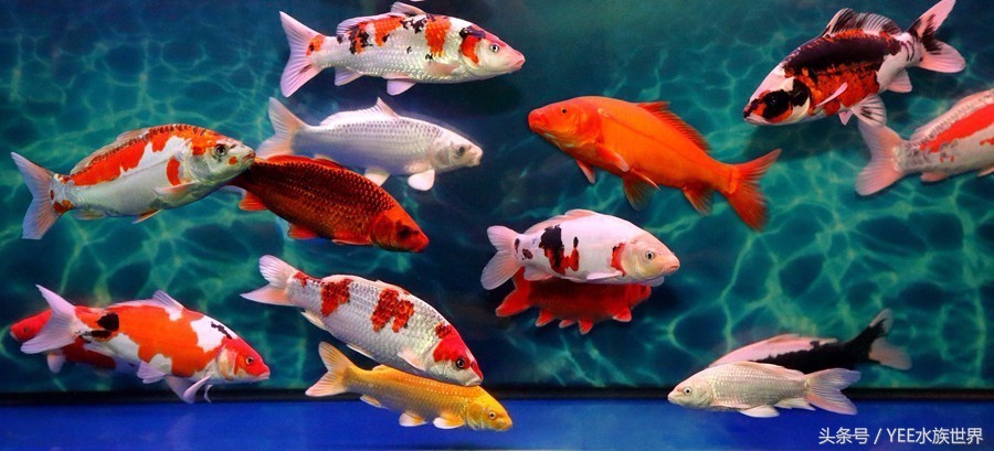 观赏鱼除了吃饲料还可以吃什么,观赏鱼饲料揭秘