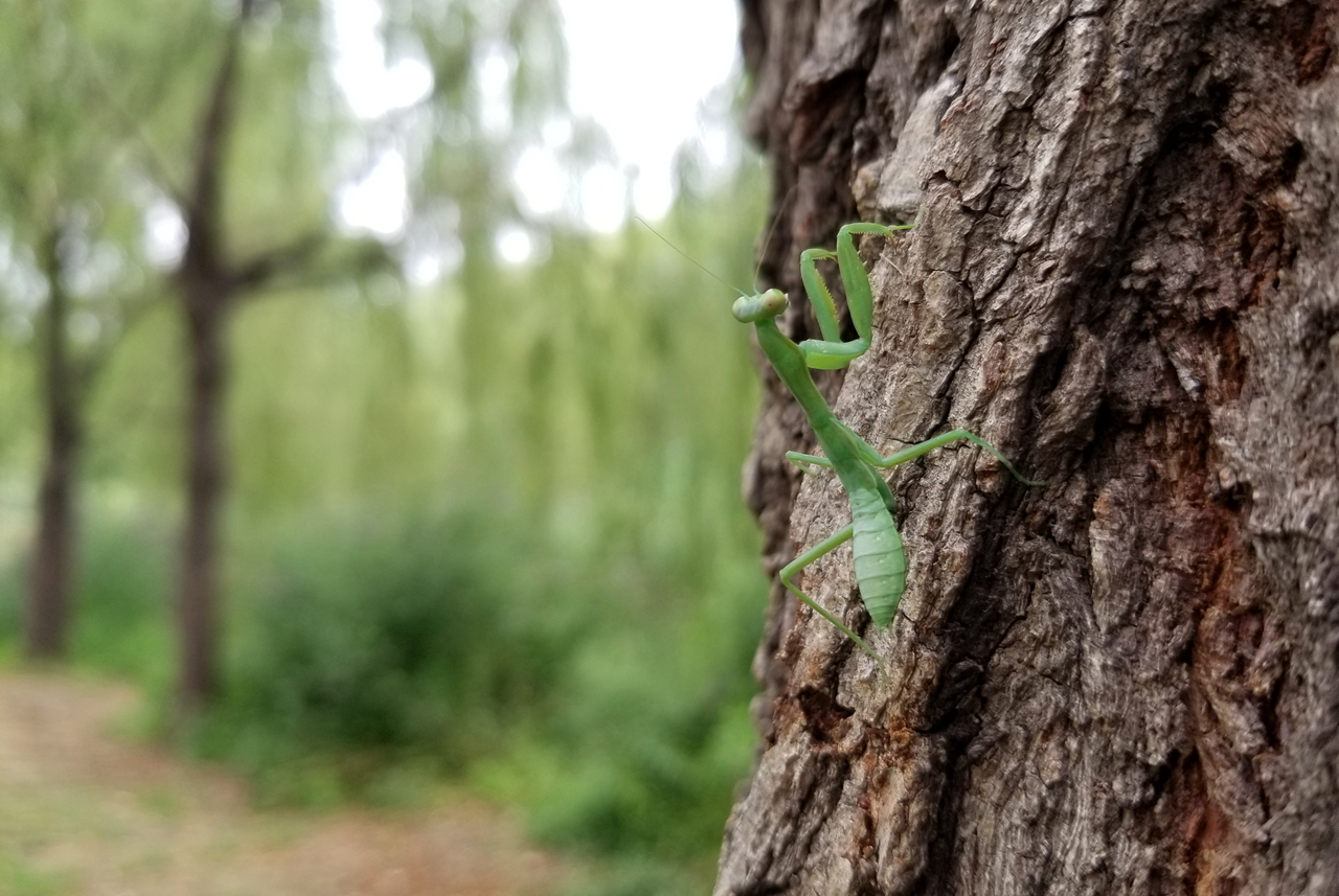 三星盖乐世s8优缺点,三星盖乐世s8很卡