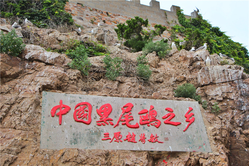 探海外仙境海驴岛,寻找海鸥王国的故事