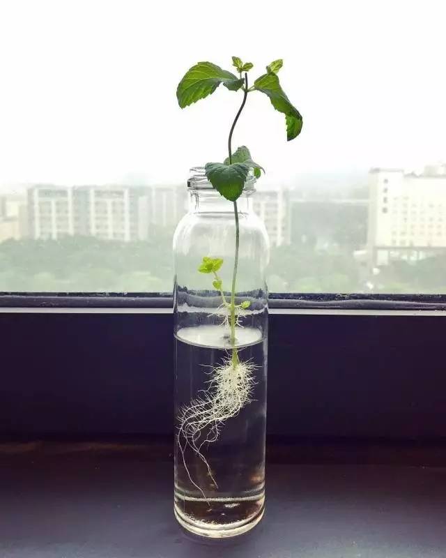 夏季37度高温薄荷如何养,薄荷是夏天的植物