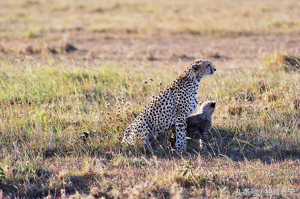 肯尼亚大草原狮子为什么不攻击人,肯尼亚非洲大草原雄狮大战犀牛