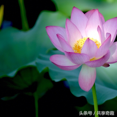 体验镜头,腾龙70-300mm镜头多少钱