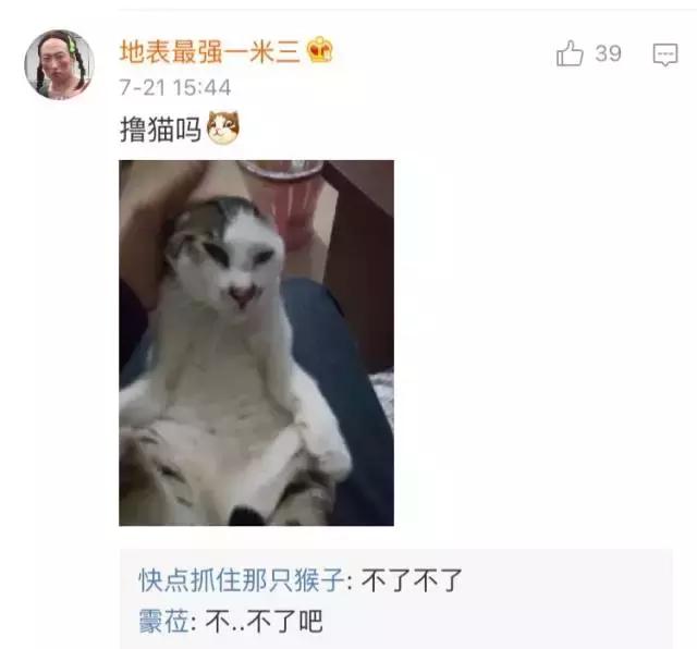 给流浪猫割双眼皮,成都流浪猫手术