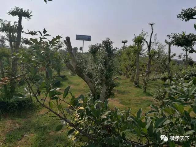 全国网络媒体孝感行：跟着媒体大咖们继续前进，原来咱们孝感的县市区也发展的如此迅速！