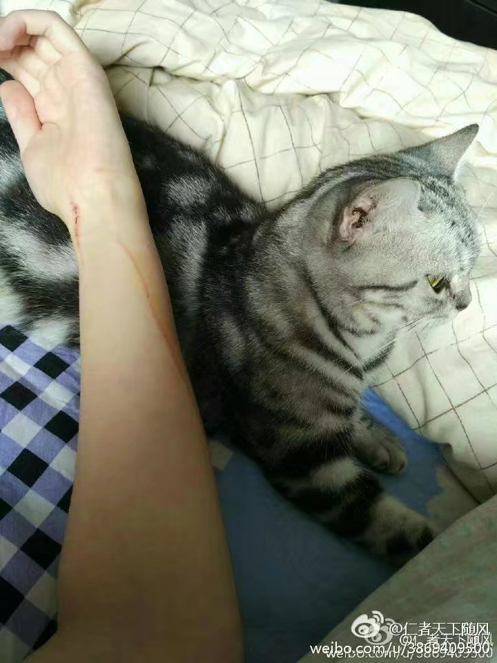 撸猫会不会上瘾,撸猫的正确撸法