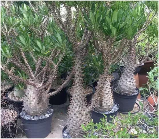 泰国多肉展会,仙人掌与多肉植物新品集粹