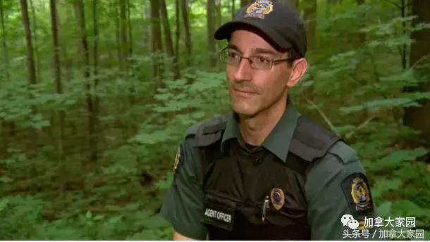 比象牙更珍贵，一根手指细就要5千多元！加拿大的野生西洋参，被盗挖者盯上了！