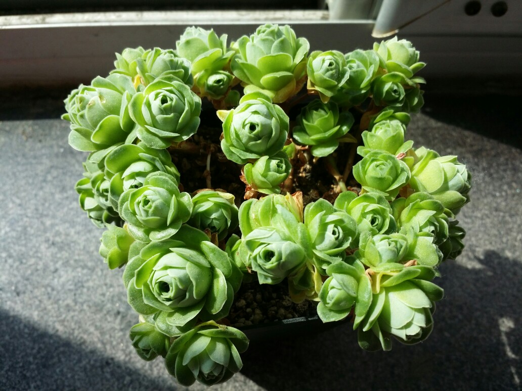 盘点价格贵的离谱商品,盘点贵的离谱的植物